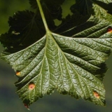 Peharasta rđa ribizle i stubasta hrđa - kako se boriti, šta učiniti i kako liječiti